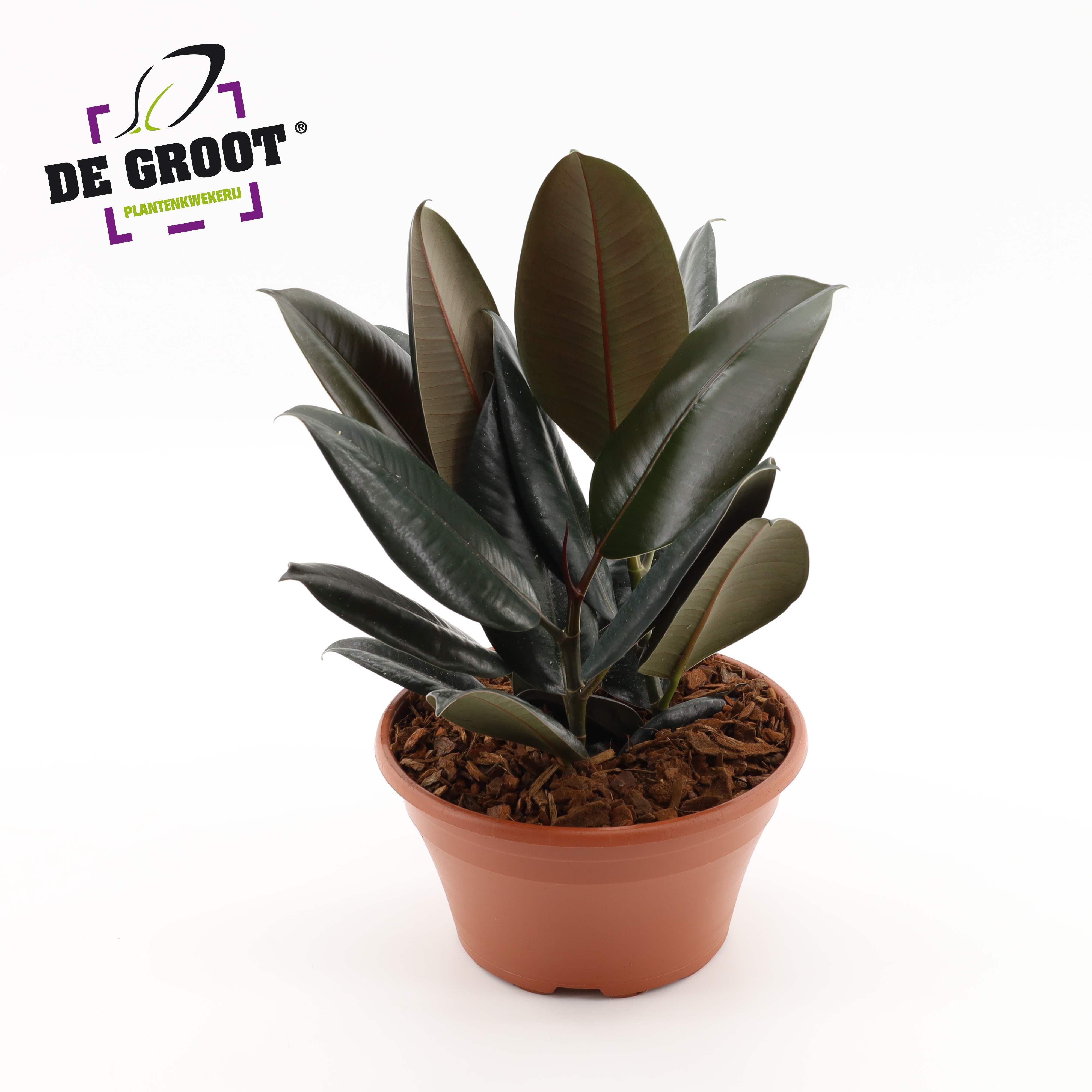 Горшечные цветы и растения оптом Ficus El Abidjan In Bowl от 2шт из Голландии с доставкой по России