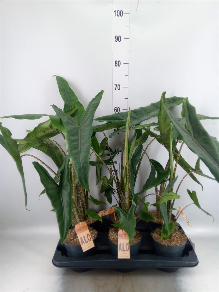 Горшечные цветы и растения оптом Alocasia Zebrina от 6шт (для телеги) из Голландии с доставкой по России
