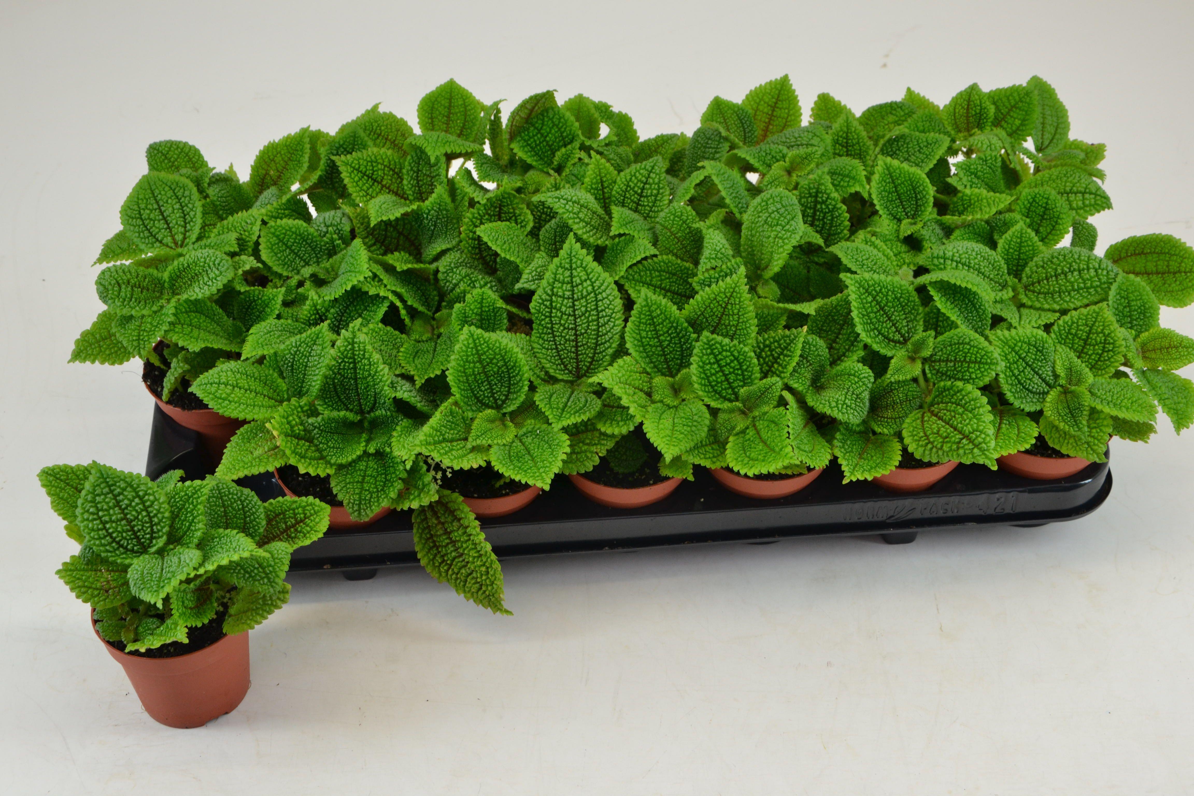 Горшечные цветы и растения оптом Pilea Mo Moon Valley от 21шт (для телеги) из Голландии с доставкой по России