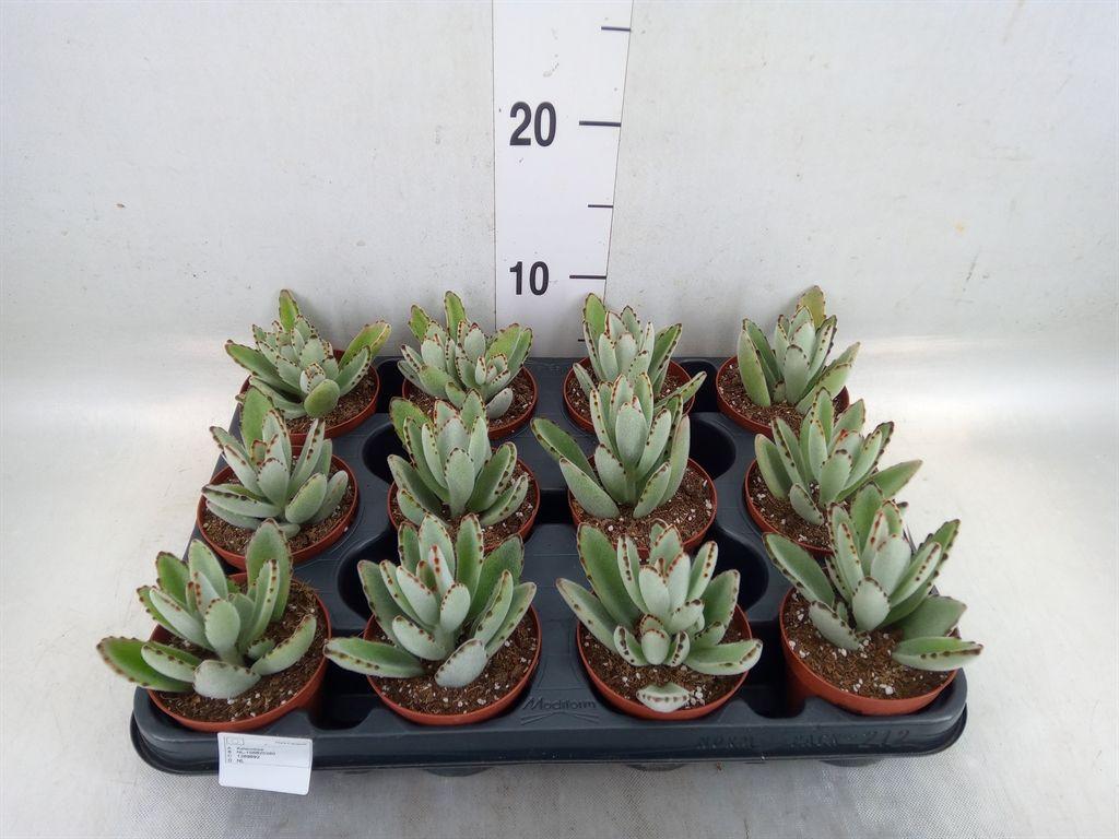 Горшечные цветы и растения оптом Kalanchoe Nf Tomentosa от 12шт (для телеги) из Голландии с доставкой по России