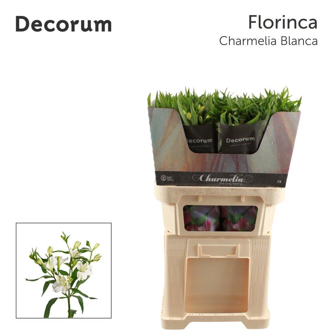 Срезанные цветы оптом Alstroemeria fl charmelia blanca от 50шт из Голландии с доставкой по России