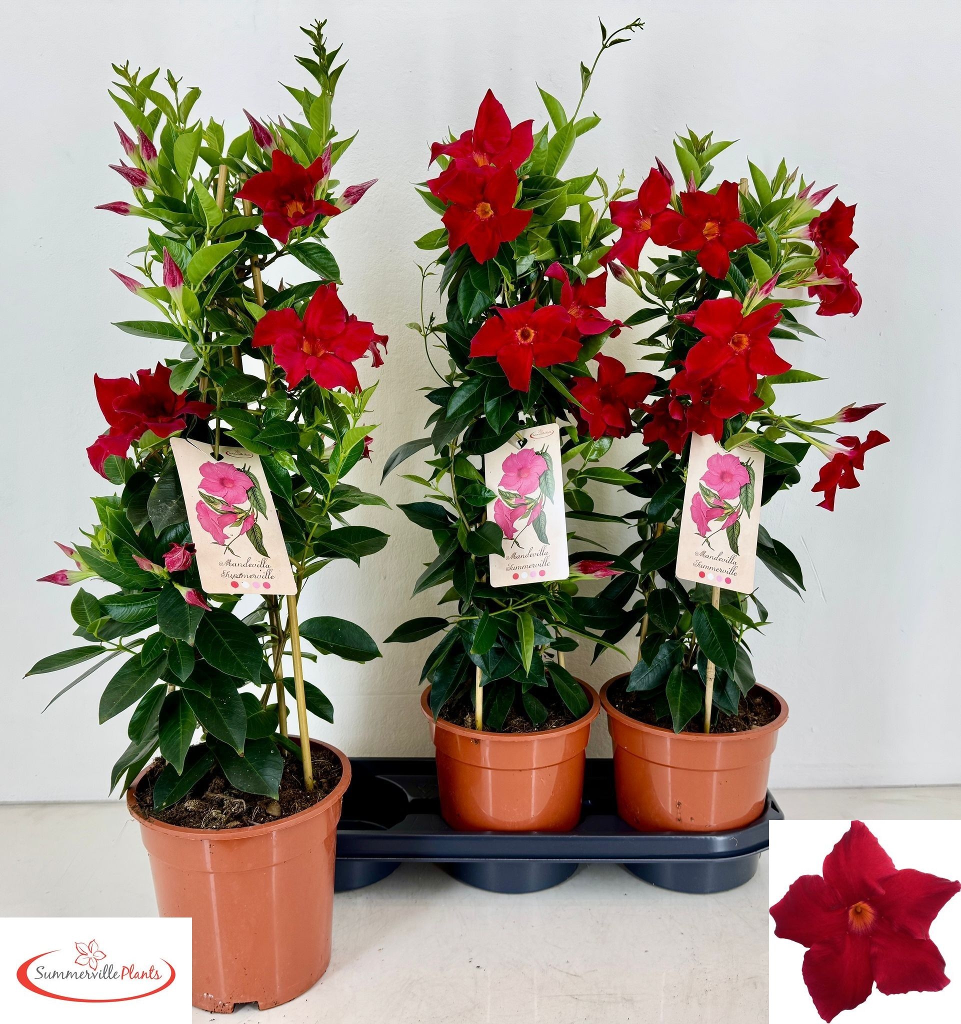 Горшечные цветы и растения оптом Mande Rio Grande Sca от 3шт из Голландии с доставкой по России