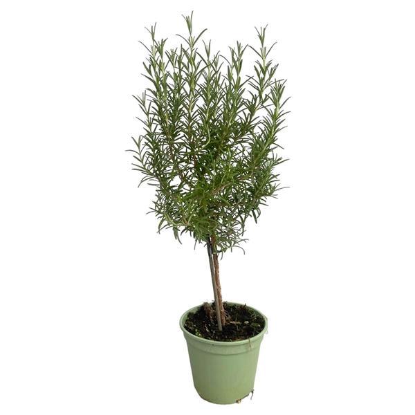 Горшечные цветы и растения оптом Rosmarinus Officinalis On Stem от 8шт из Голландии с доставкой по России