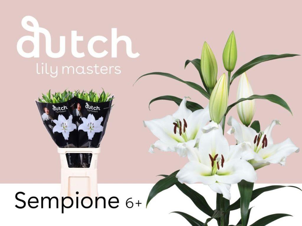 Срезанные цветы оптом Lilium or sempione от 20шт. из Голландии с доставкой по России