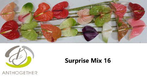 Срезанные цветы оптом Anthurium mix in box от 16шт.. из Голландии с доставкой по России