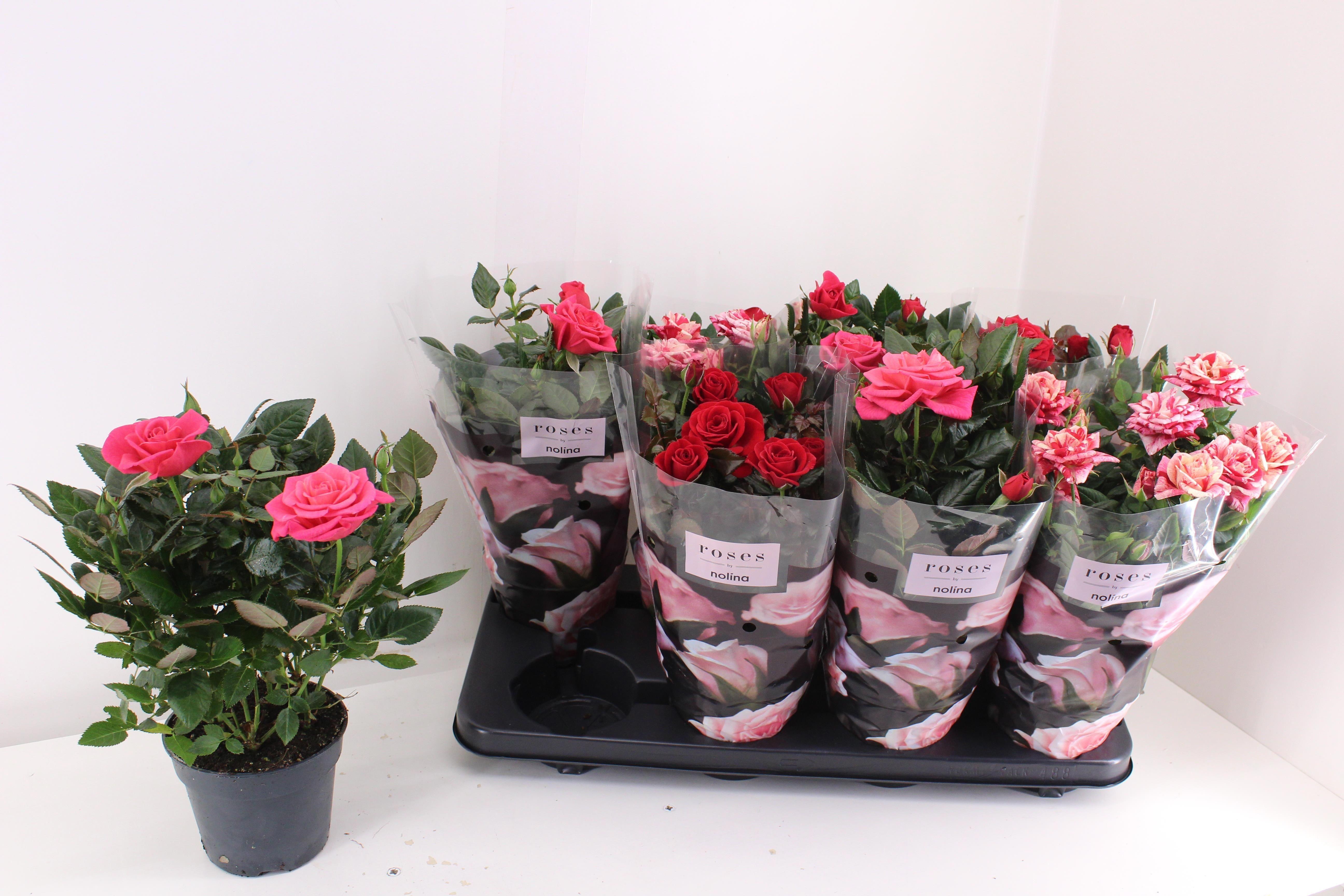 Горшечные цветы и растения оптом Ro Pathit Gem 3 Srt от 8шт из Голландии с доставкой по России