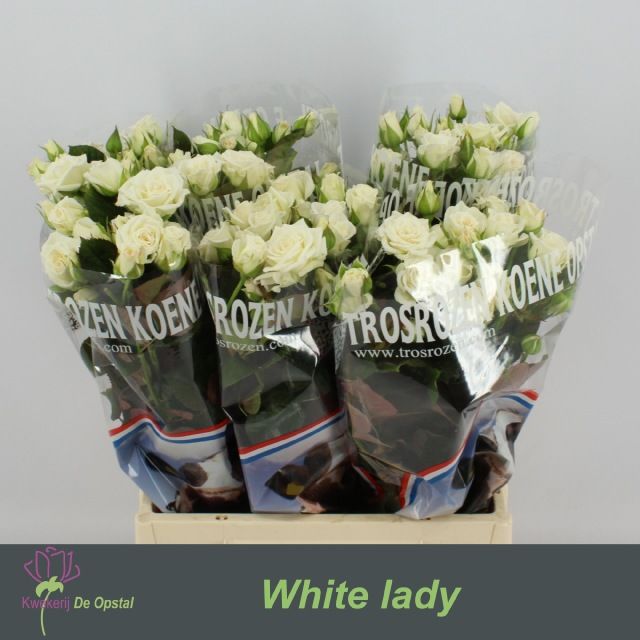 Срезанные цветы оптом Rosa sp white lady от 60шт из Голландии с доставкой по России