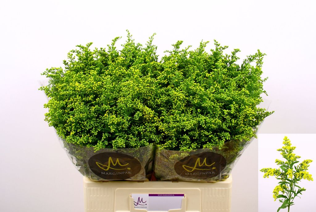 Срезанные цветы оптом Solidago carzan glory от 125шт. из Голландии с доставкой по России