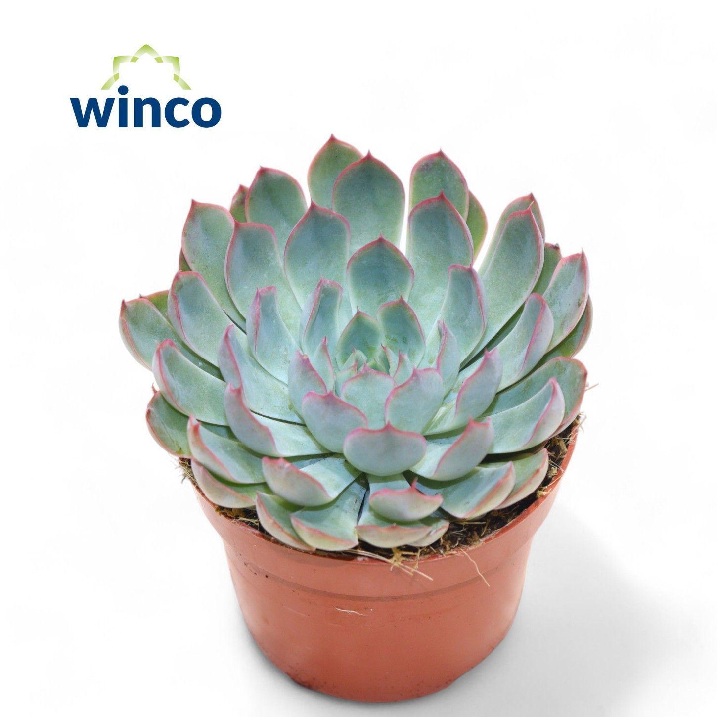 Горшечные цветы и растения оптом Echeveria Pink Edge от 10шт из Голландии с доставкой по России