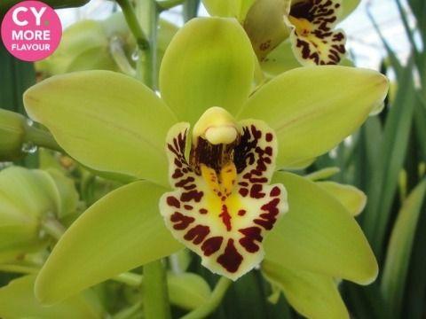 Срезанные цветы оптом Minicymbidium green tumb от 8шт. из Голландии с доставкой по России