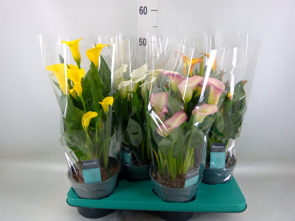 Горшечные цветы и растения оптом Zantedeschia   ...mix от 4шт из Голландии с доставкой по России