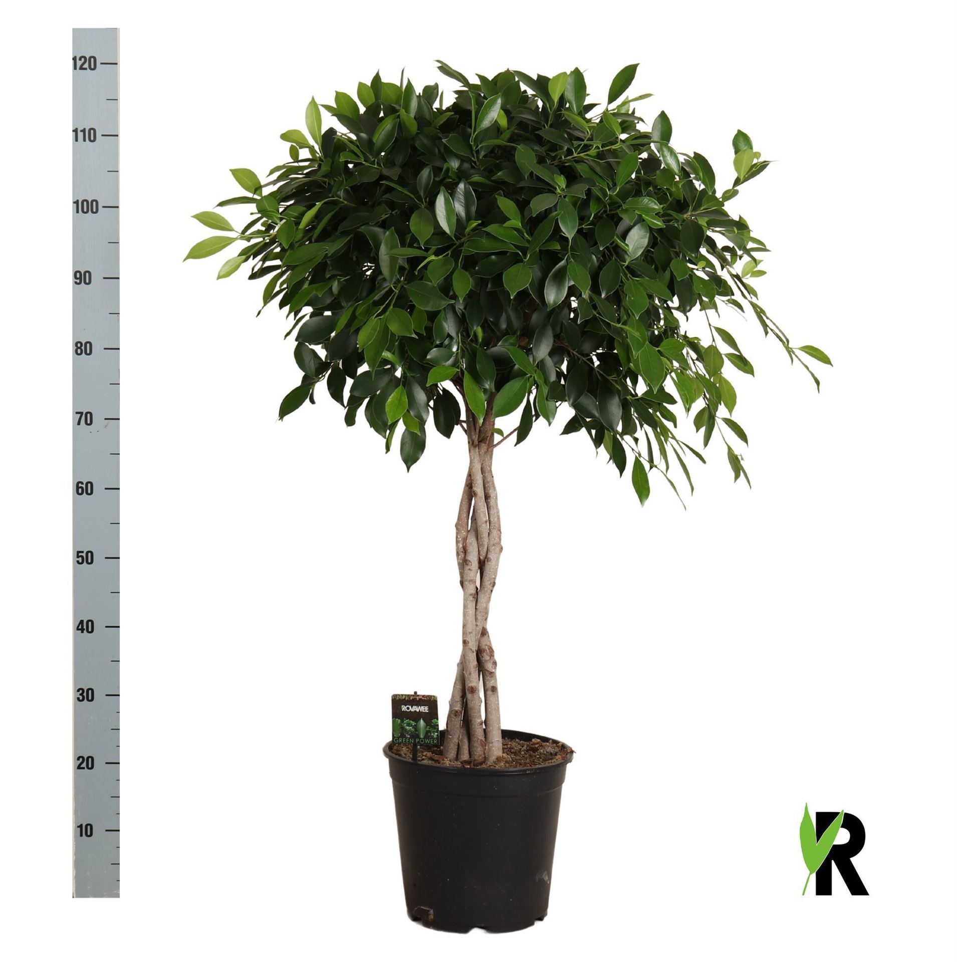 Горшечные цветы и растения оптом Ficus Nitida On Stem от 1шт из Голландии с доставкой по России