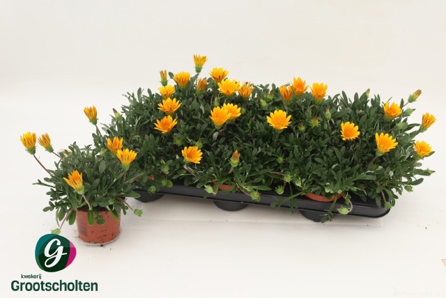 Горшечные цветы и растения оптом Gaz R Gelbe Jupite от 12шт из Голландии с доставкой по России