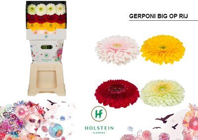 Срезанные цветы оптом Gerbera diamond gerponi big mix in row от 45шт из Голландии с доставкой по России