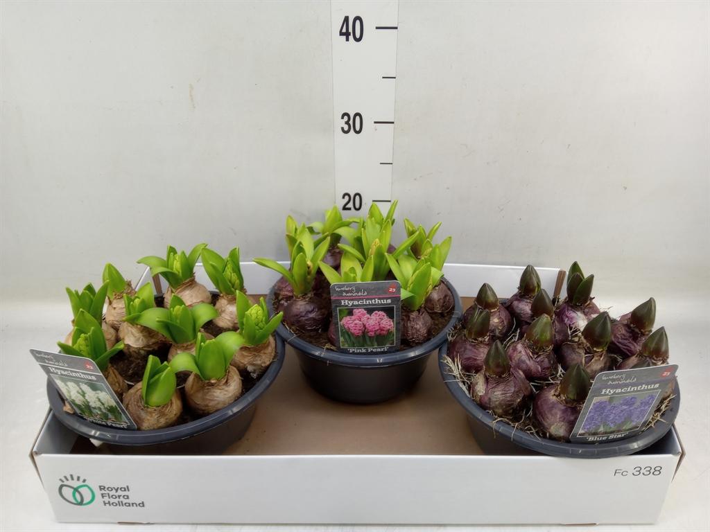 Горшечные цветы и растения оптом Hyacinthus Orie.   ...mix 3 от 3шт из Голландии с доставкой по России