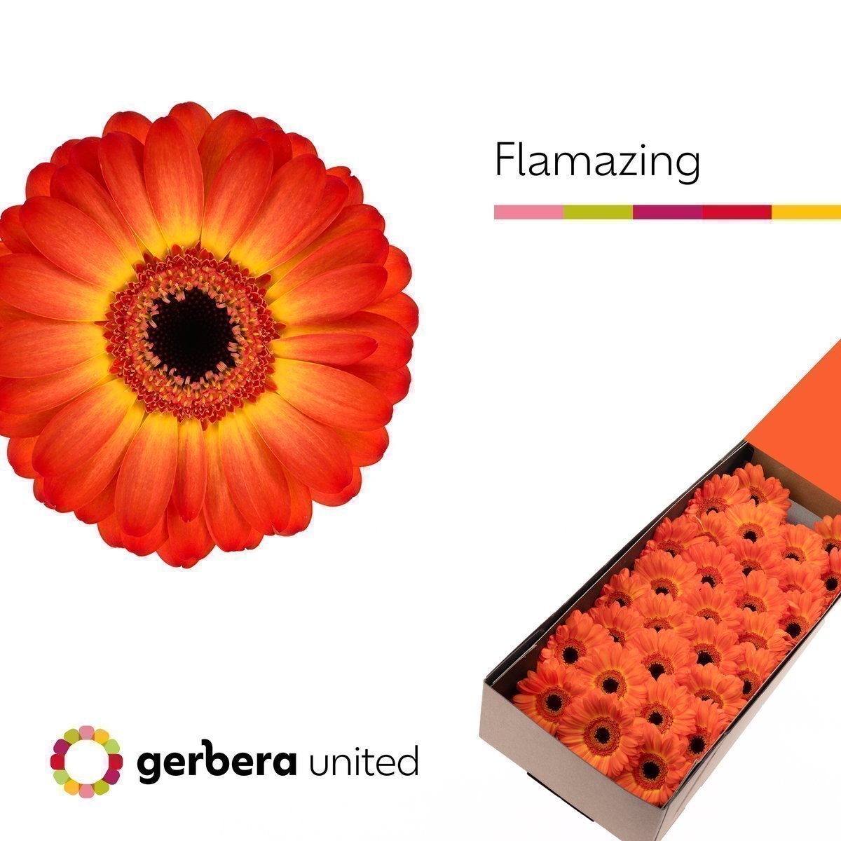 Срезанные цветы оптом Germini flamazing от 60шт. из Голландии с доставкой по России