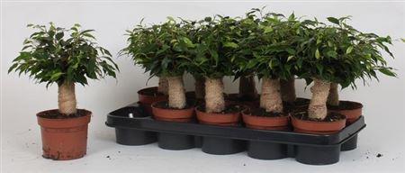 Горшечные цветы и растения оптом Fic Be Green Kinky Jute от 10шт из Голландии с доставкой по России