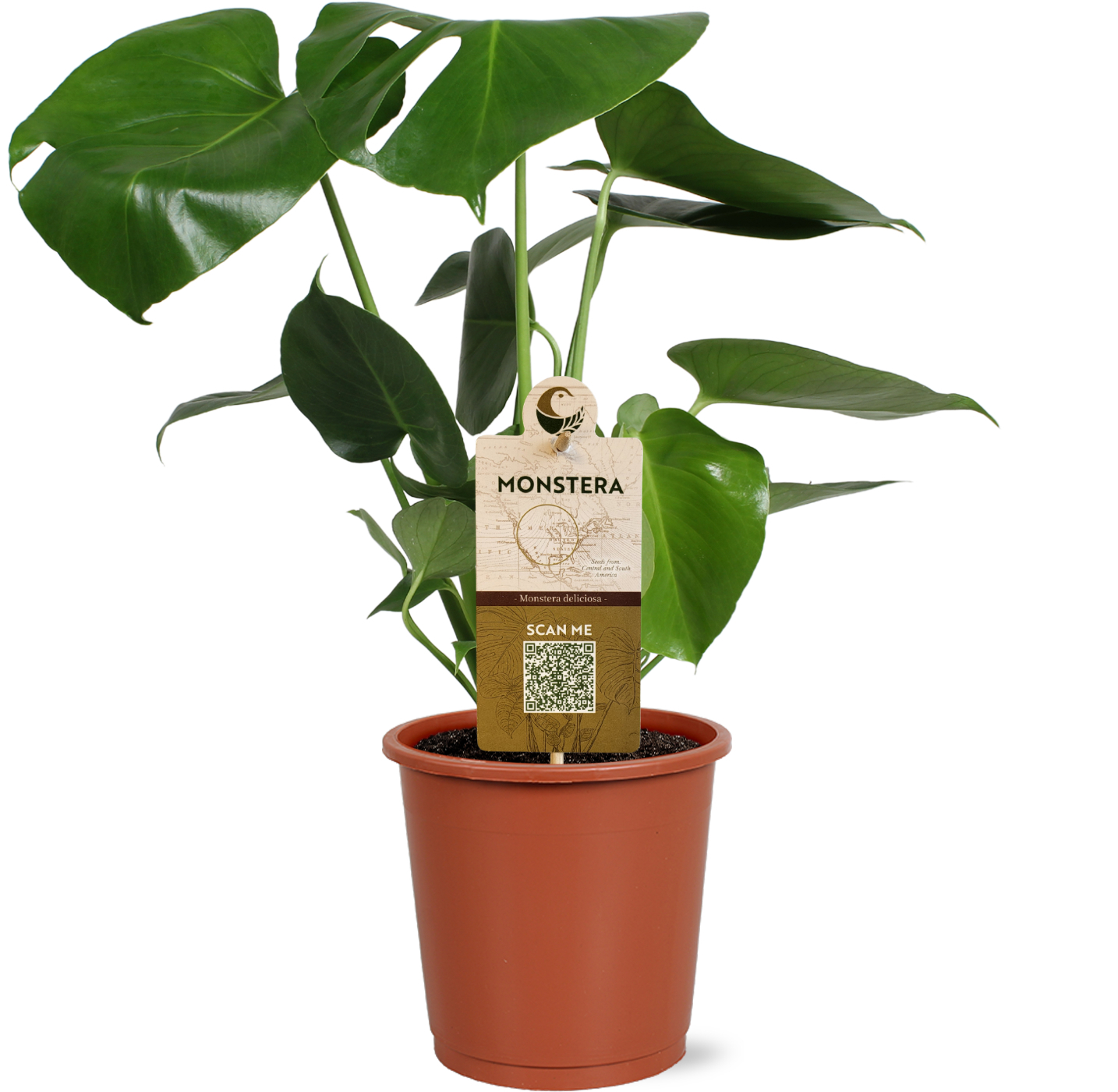 Горшечные цветы и растения оптом Monstera Deliciosa 3pp Label от 6шт из Голландии с доставкой по России