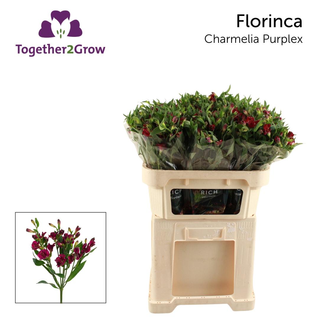 Срезанные цветы оптом Alstroemeria fl charmelia purplex от 80шт из Голландии с доставкой по России