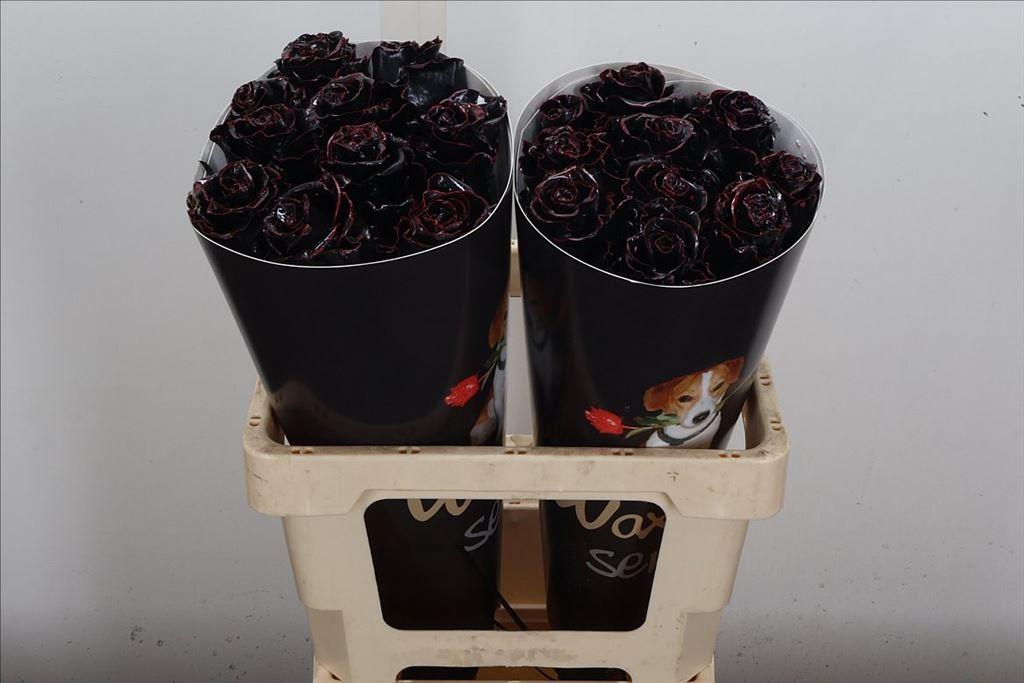 Срезанные цветы оптом Rosa large wax classic black от 20шт из Голландии с доставкой по России