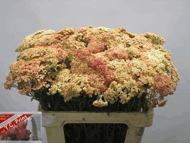 Срезанные цветы оптом Achillea lachsschönheit от 60шт из Голландии с доставкой по России