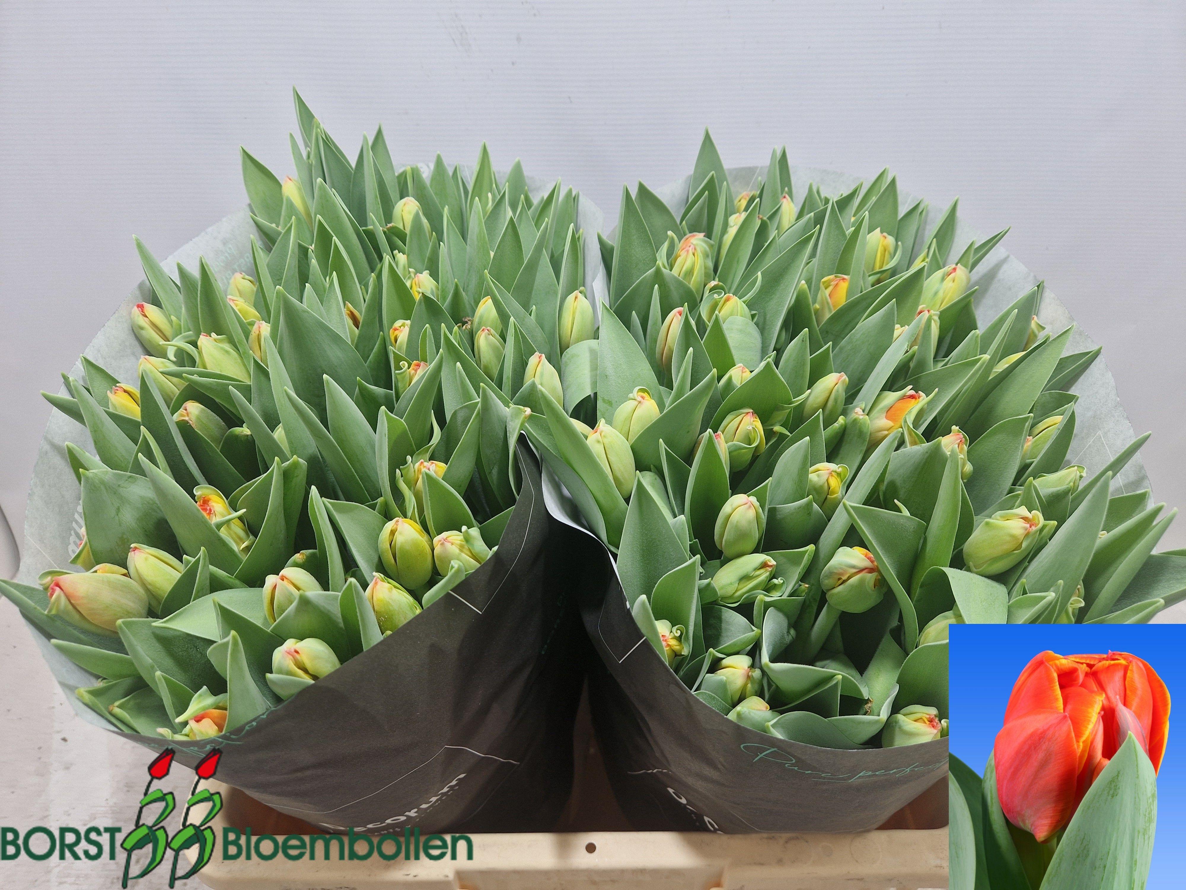 Срезанные цветы оптом Tulipa do queensday от 100шт из Голландии с доставкой по России