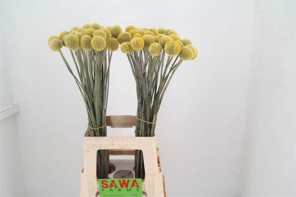 Срезанные цветы оптом Craspedia paintball pop от 100шт из Голландии с доставкой по России