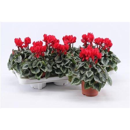 Горшечные цветы и растения оптом Cyclamen Kl Picasso Rood от 8шт (для телеги) из Голландии с доставкой по России