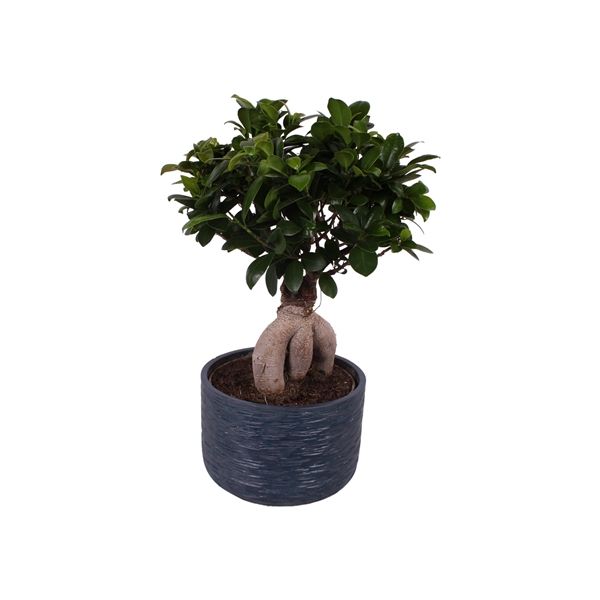 Горшечные цветы и растения оптом Ficus Ginseng In Rustic Touch от 3шт из Голландии с доставкой по России