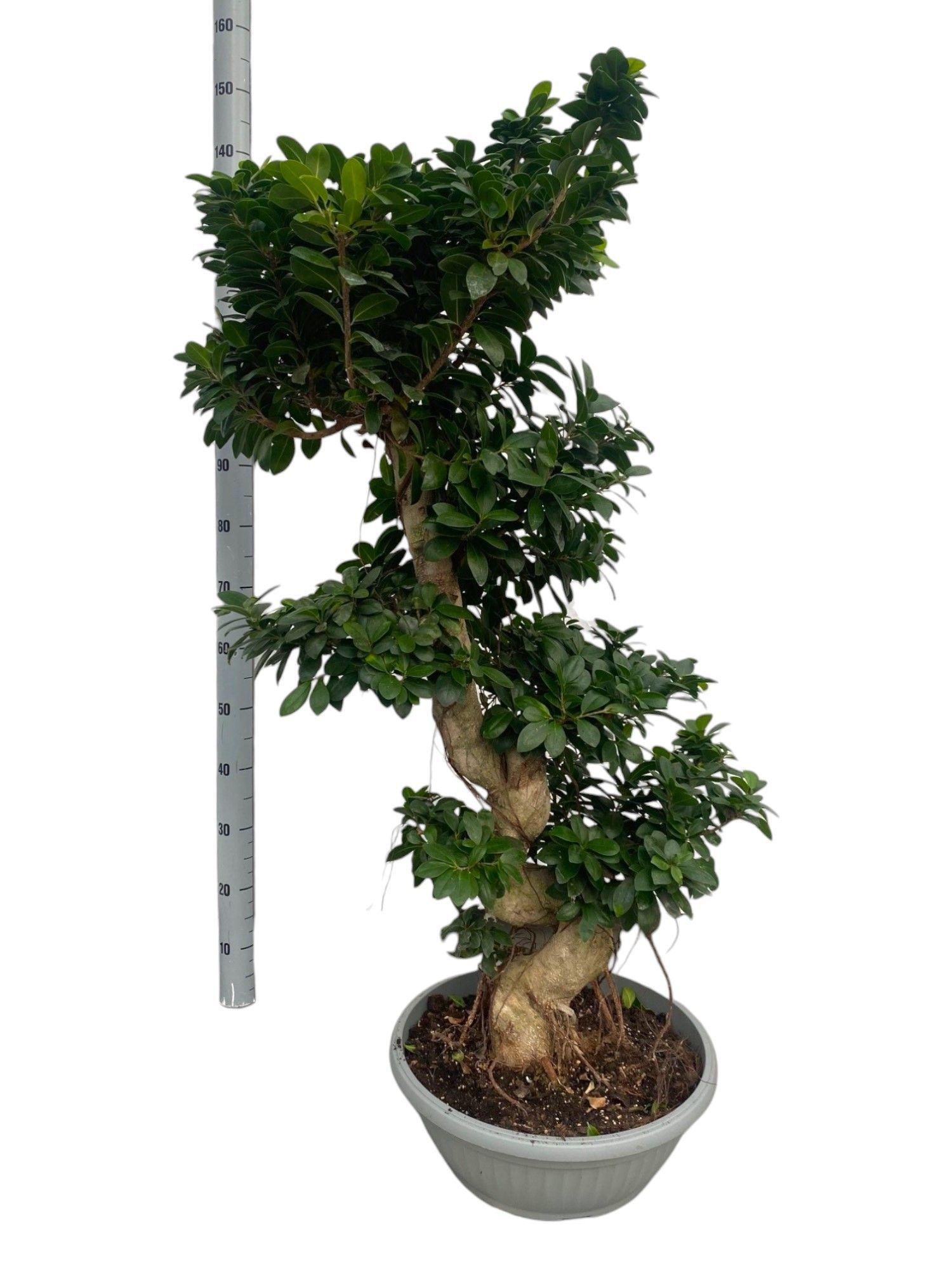 Горшечные цветы и растения оптом Fic Mi Ginseng от 1шт из Голландии с доставкой по России