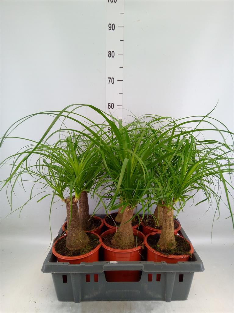 Горшечные цветы и растения оптом Beaucarnea Recurvata от 6шт из Голландии с доставкой по России