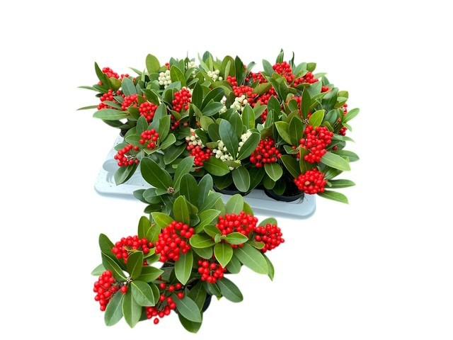 Горшечные цветы и растения оптом Skim Ja Oberries Red от 8шт из Голландии с доставкой по России