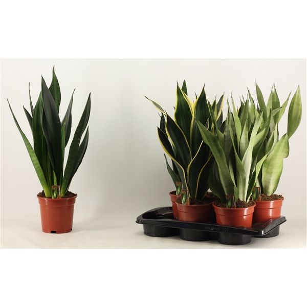 Горшечные цветы и растения оптом Sansevieria Super Mix от 6шт из Голландии с доставкой по России