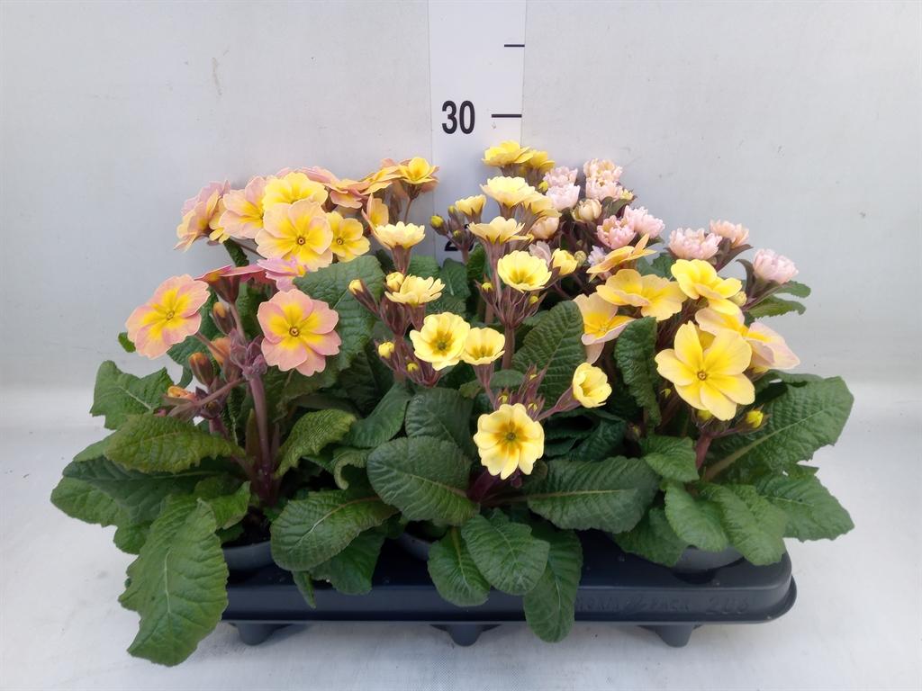 Горшечные цветы и растения оптом Primula Elat. от 6шт из Голландии с доставкой по России