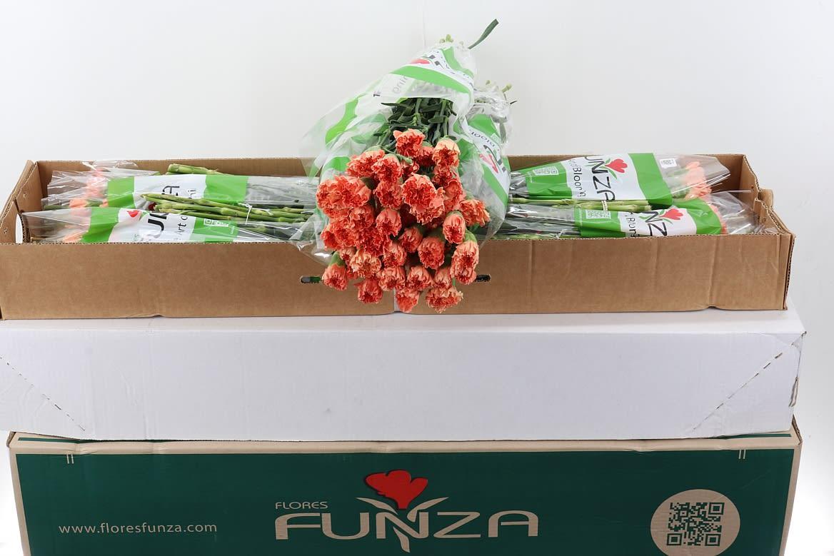 Срезанные цветы оптом Dianthus st hermes orange от 160шт из Голландии с доставкой по России