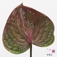 Срезанные цветы оптом Anthurium exquisite queen от 16шт из Голландии с доставкой по России