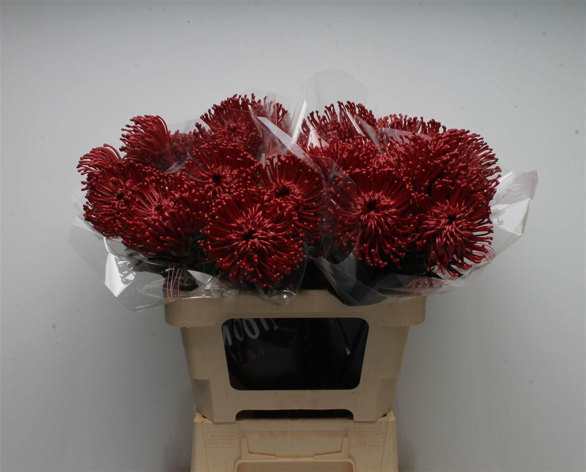 Срезанные цветы оптом Nutans wax bordeaux от 20шт из Голландии с доставкой по России