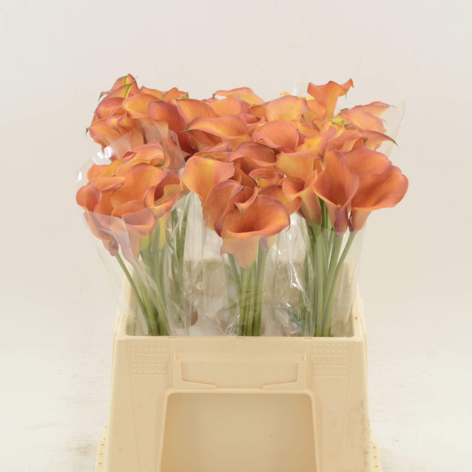 Срезанные цветы оптом Zantedeschia captain odeon от 60шт из Голландии с доставкой по России