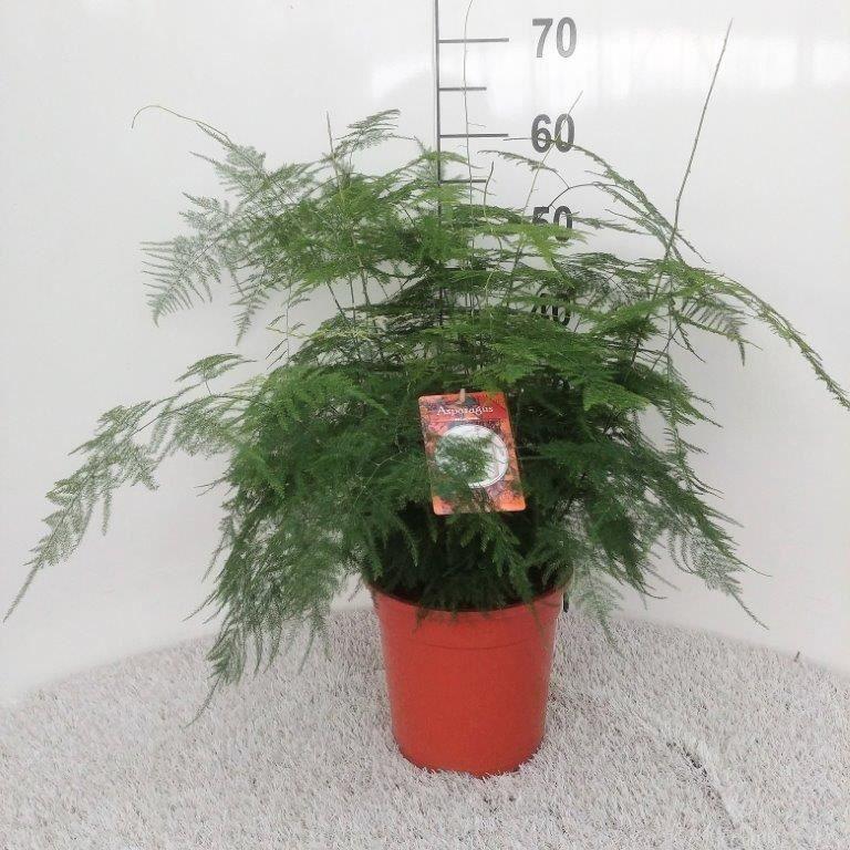 Горшечные цветы и растения оптом Asparagus Setaceus от 1шт из Голландии с доставкой по России