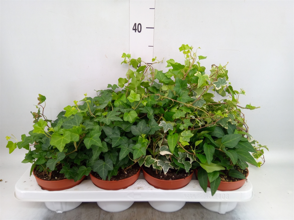Горшечные цветы и растения оптом Hedera Helix   ...mix 3 от 8шт из Голландии с доставкой по России
