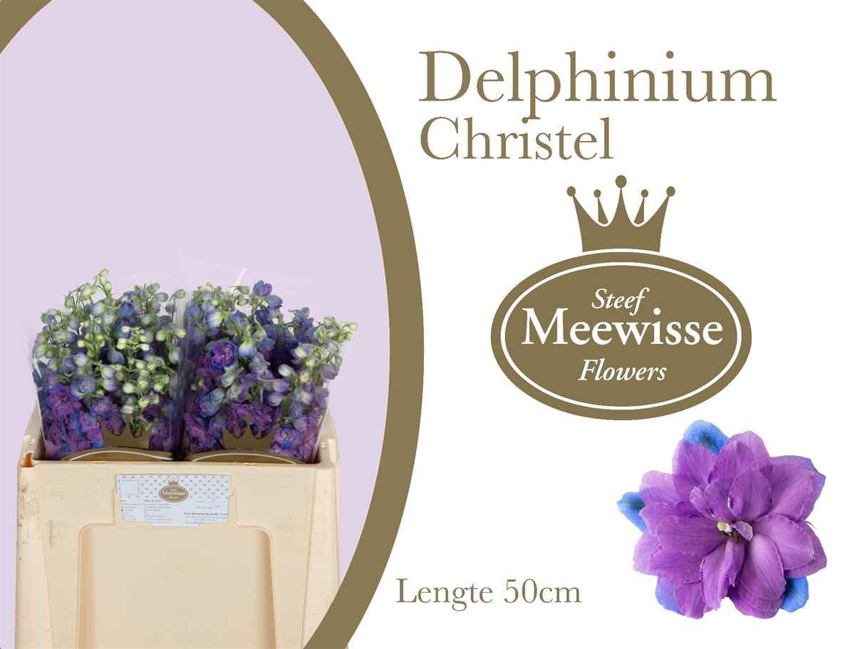 Срезанные цветы оптом Delphinium el du christel от 40шт из Голландии с доставкой по России