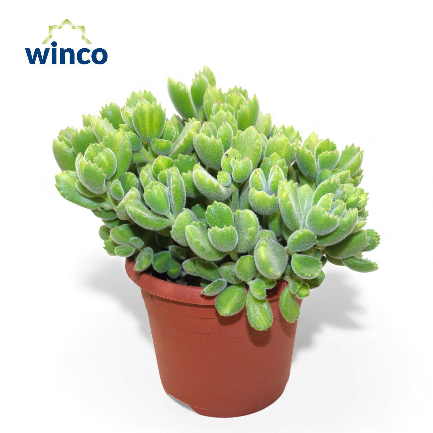 Горшечные цветы и растения оптом Cot To Ladismithiens от 4шт из Голландии с доставкой по России