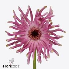 Срезанные цветы оптом Germini pastini vittoria от 40шт из Голландии с доставкой по России