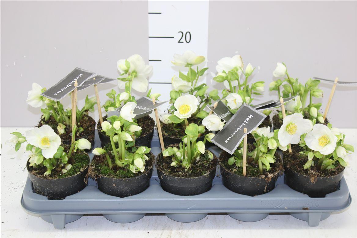 Горшечные цветы и растения оптом Helleborus Ni Winter Fleur 15+ Zonder Blad от 10шт из Голландии с доставкой по России