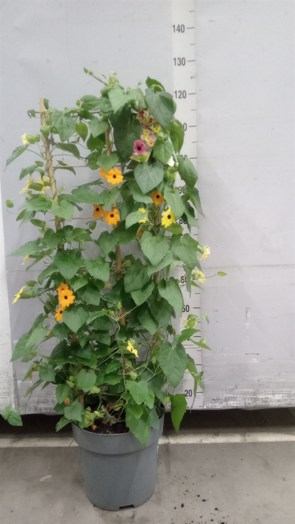 Горшечные цветы и растения оптом Thunbergia Alata от 1шт из Голландии с доставкой по России