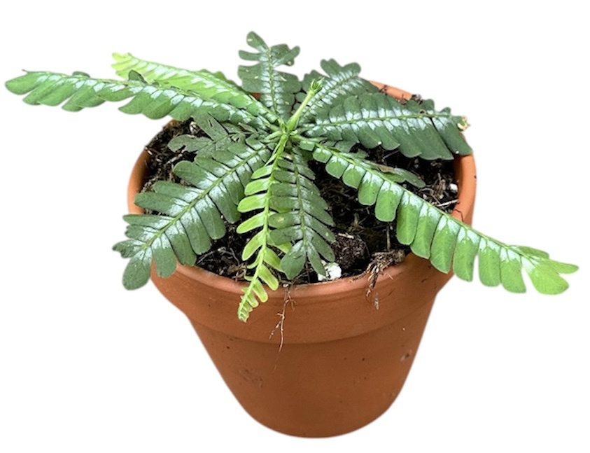 Горшечные цветы и растения оптом Biophytum Zenkeri от 1шт (для телеги) из Голландии с доставкой по России