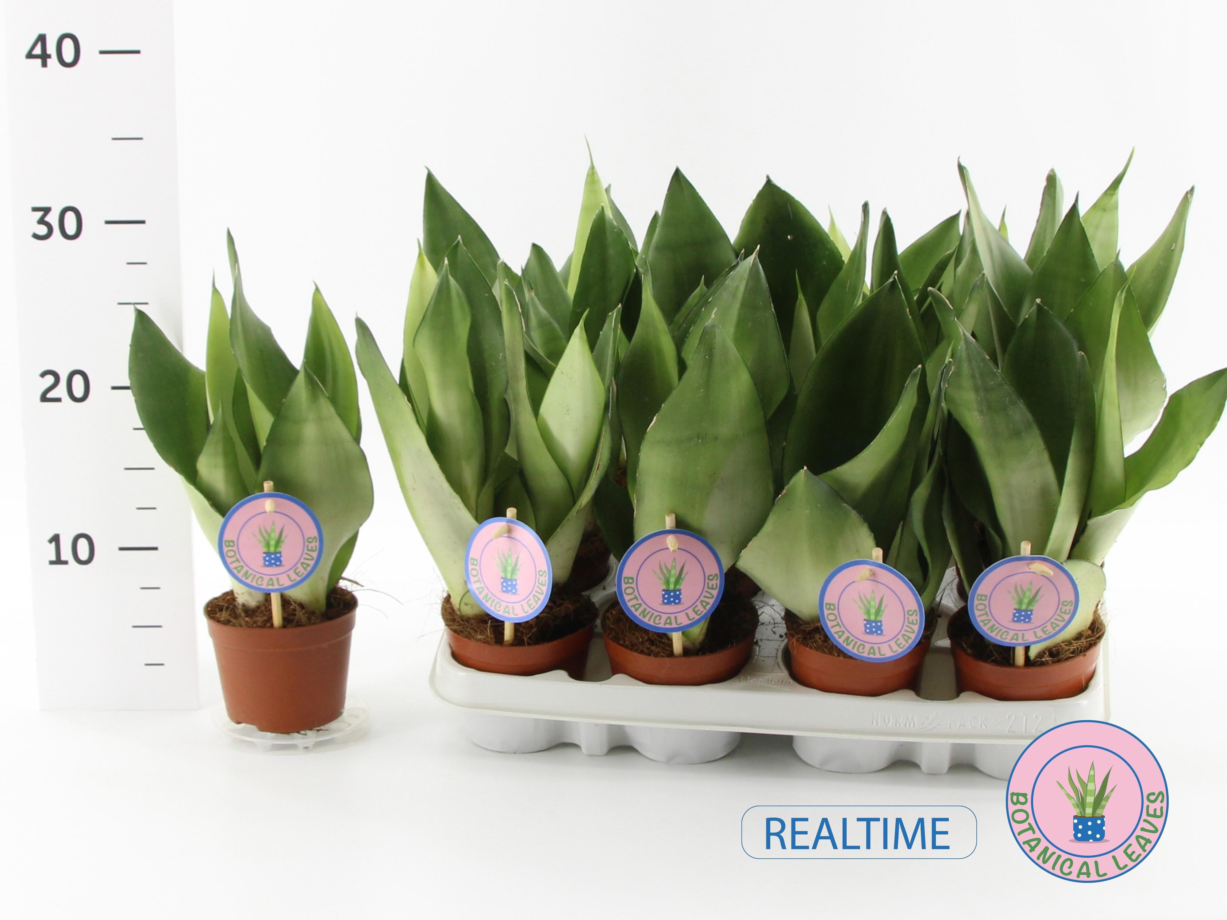 Горшечные цветы и растения оптом Sansev Moonshine от 12шт (для телеги) из Голландии с доставкой по России