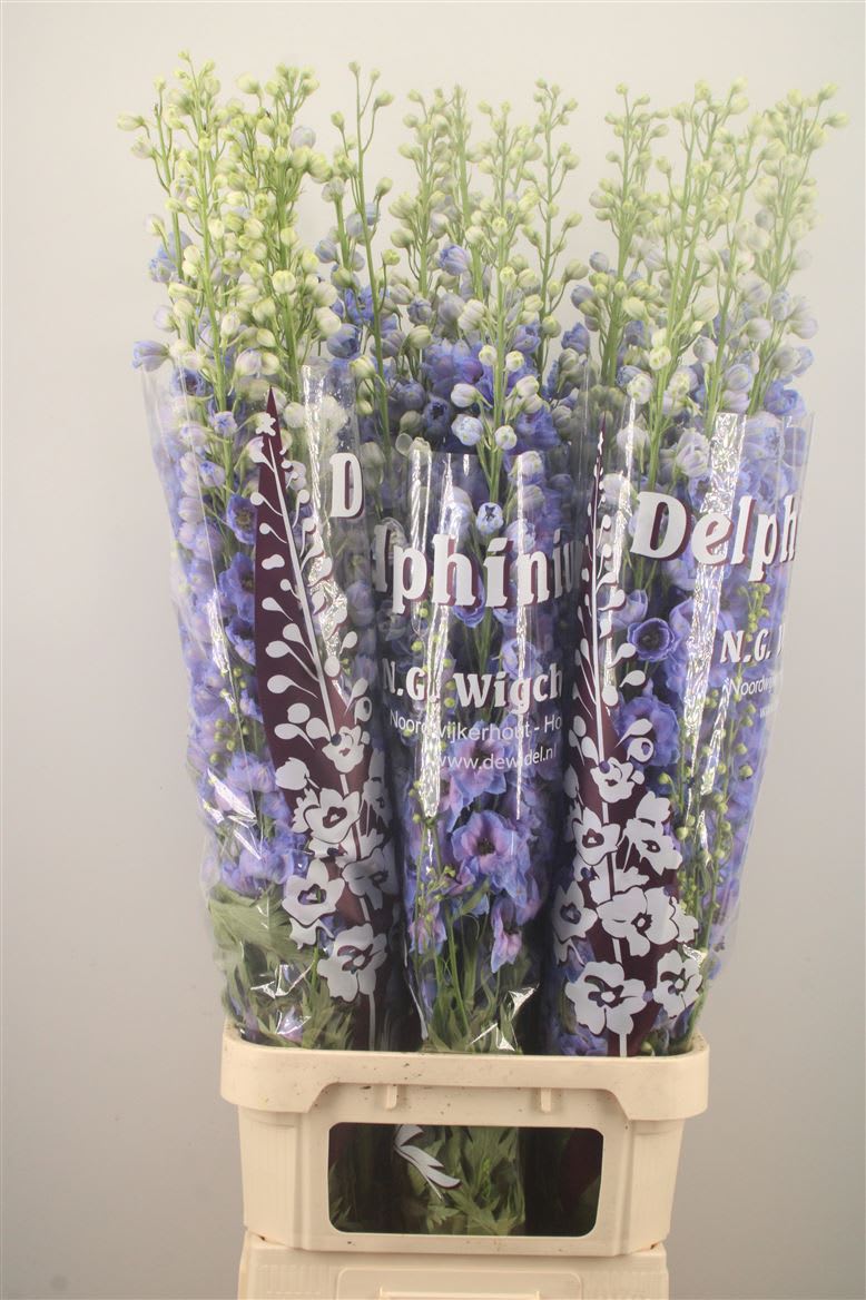 Срезанные цветы оптом Delphinium do dewi blue smile от 30шт из Голландии с доставкой по России