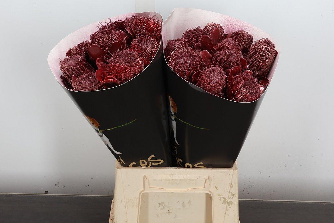 Срезанные цветы оптом Banksia paint speciosa red от 20шт из Голландии с доставкой по России Срезанные цветы оптом Banksia paint speciosa red от 20шт из Голландии с доставкой по России