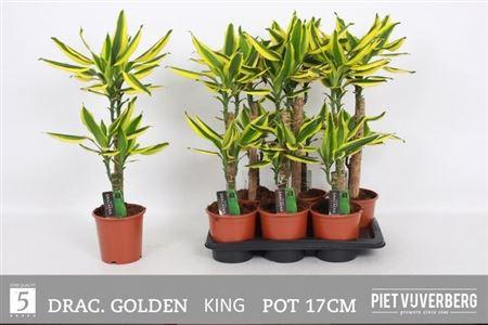 Горшечные цветы и растения оптом Dra Frag Golden King 45-20 Cm от 6шт из Голландии с доставкой по России